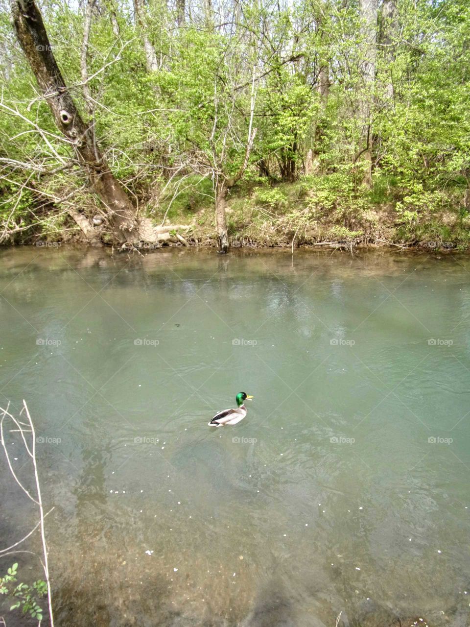 Lonely swimmer. Mallard duck.