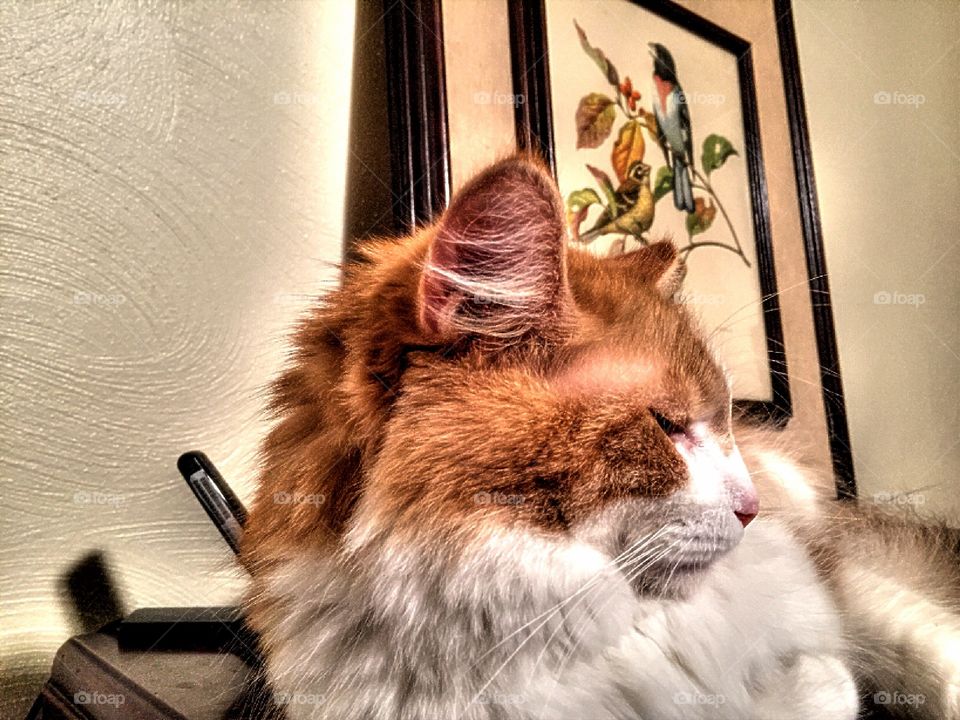 When your trying to nap and.....