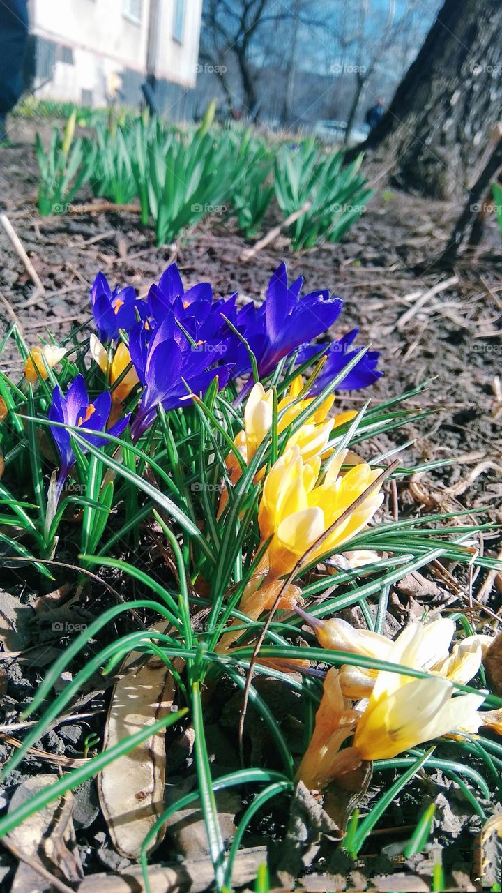 battle black white color