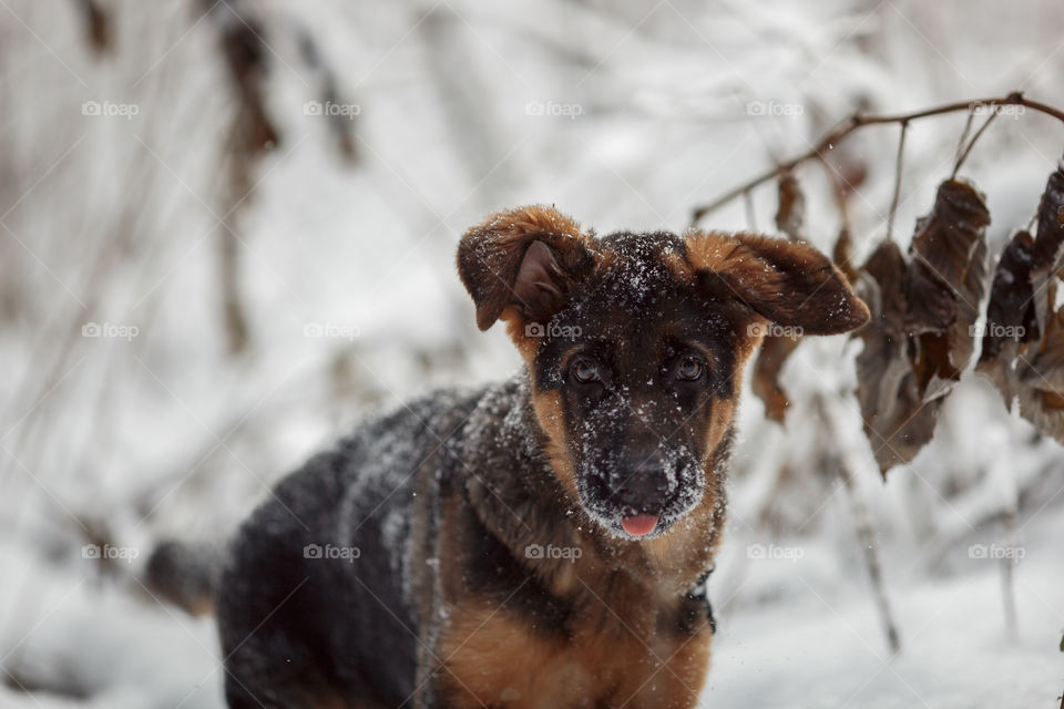 Red cute german shepard 3-th months puppy portrait at snow at the winter