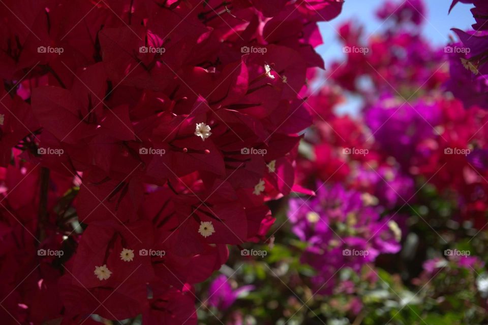 Spring#flowers