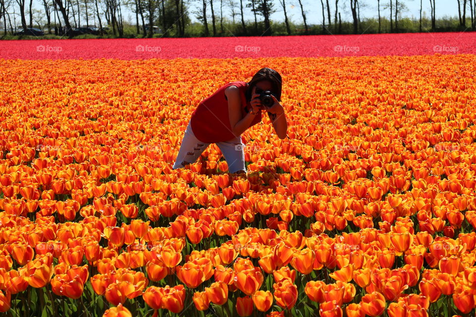 Tulip Field Photographer