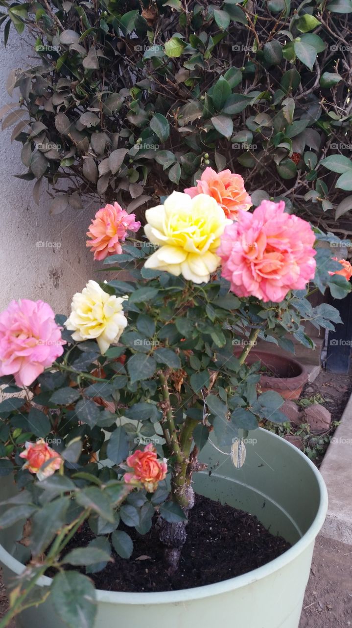 A Rose of Many Colors