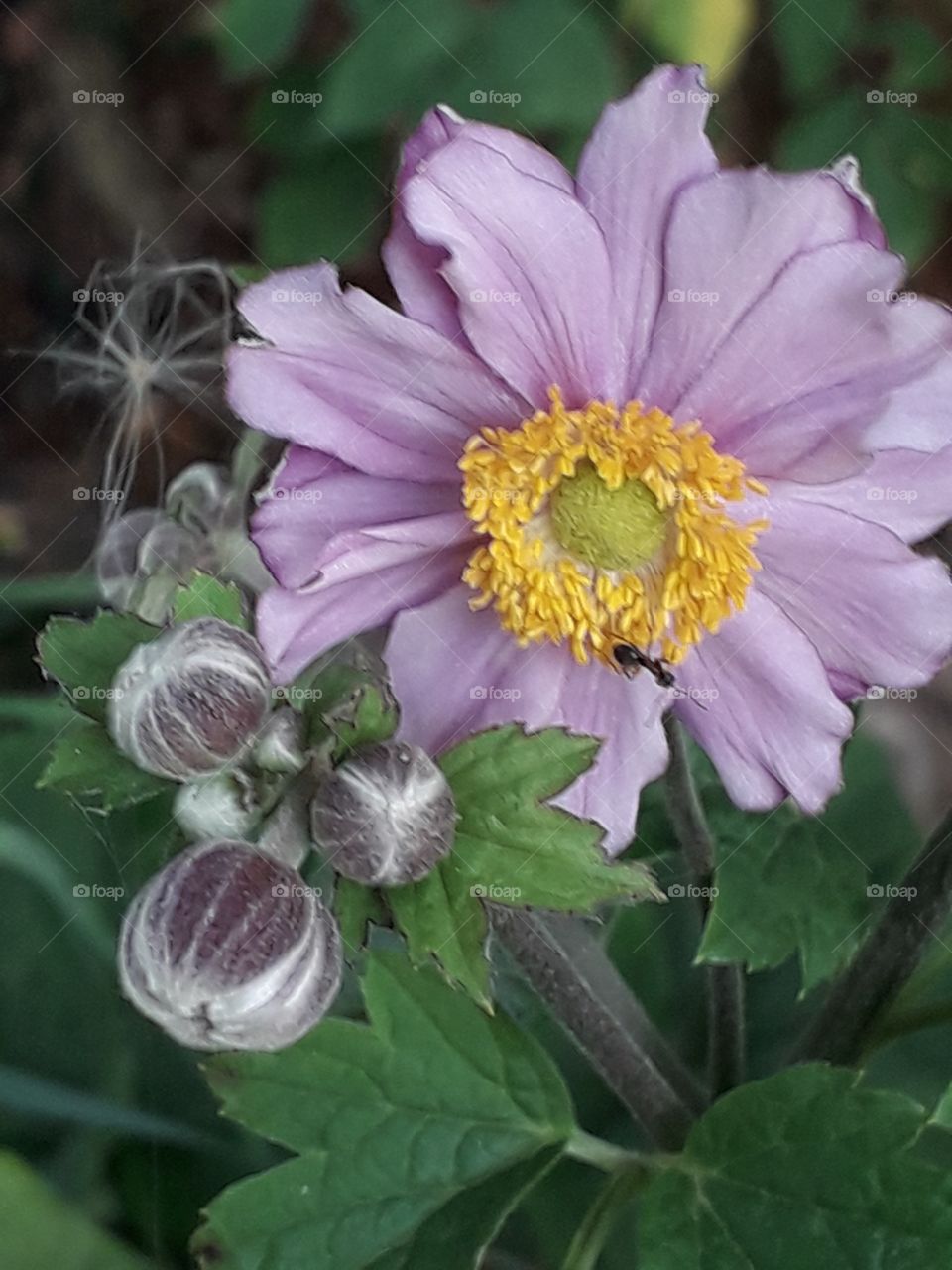 pink japanese anemone