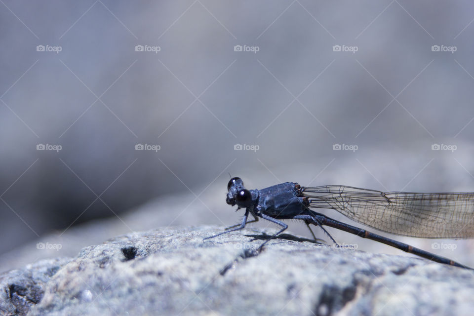 dragonfly hanging out on a rock
