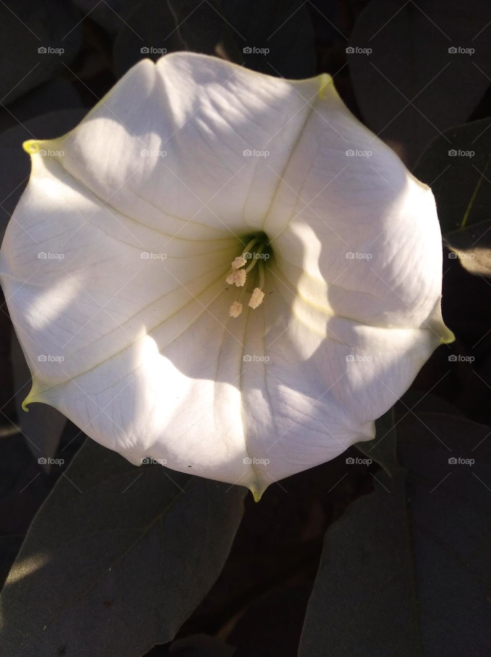 the Datura Flower white in colour looks very beautiful generally found everywhere fresh seasonal very poisonous species
