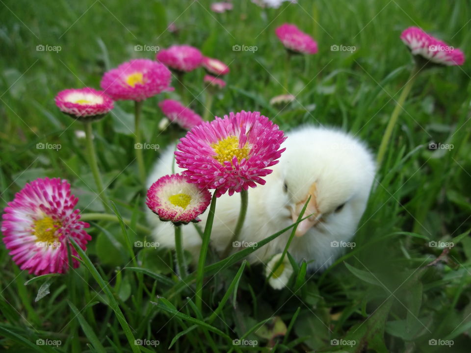 Chick hidden in grass