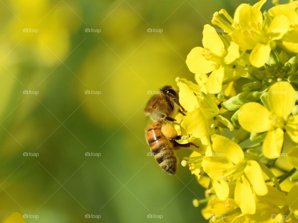 bee collect pollen