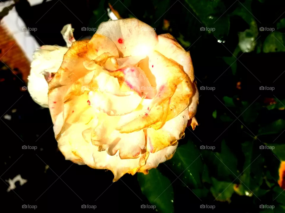 rose