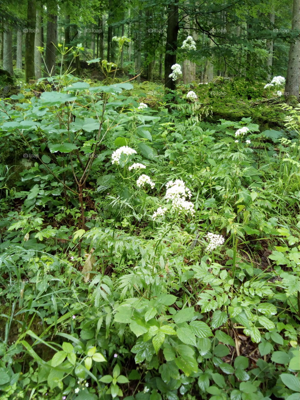 Schwarzwald in Bad Wildbad