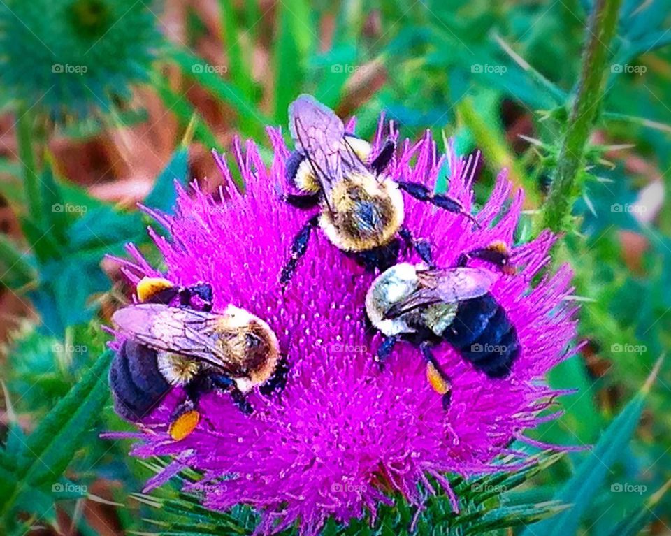 Busy bees...