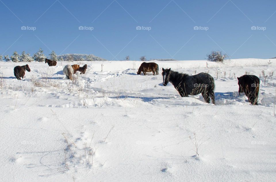 Horses in the Snow