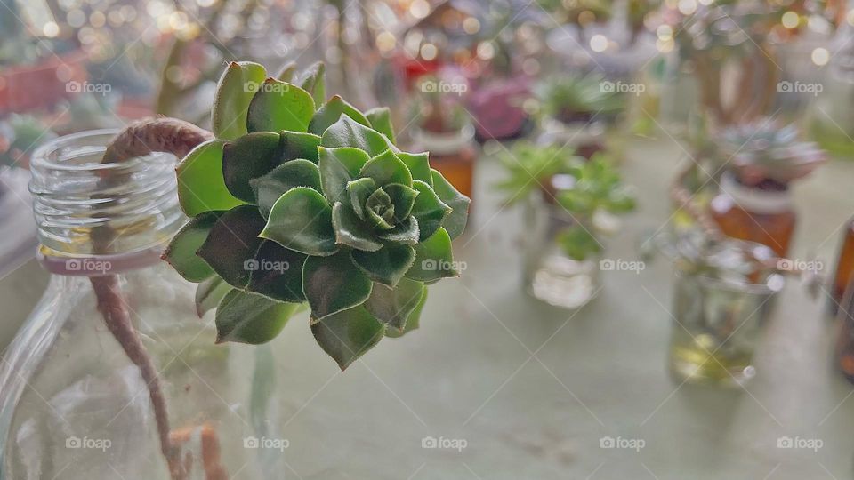 Succulent garden, water-grown succulent, depth of field 