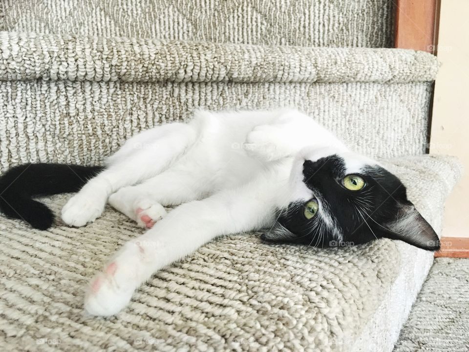 izzie just rolling around