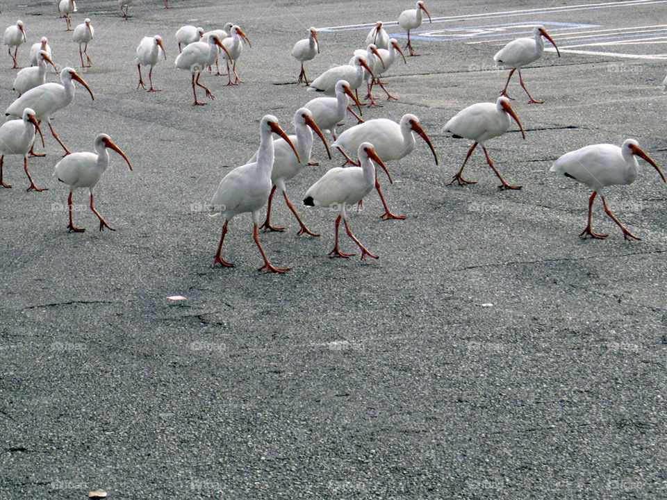 Protest. Large group of White Ibis marching through parking lot in Florida
