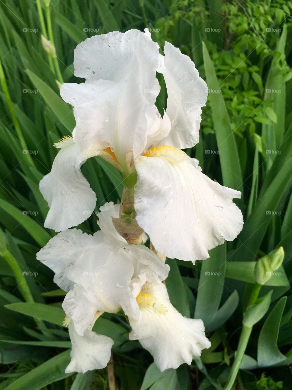 Blooming Iris