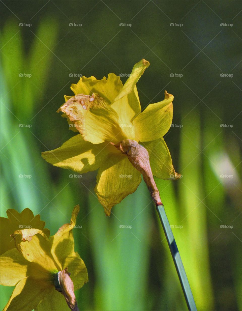 Daffodils