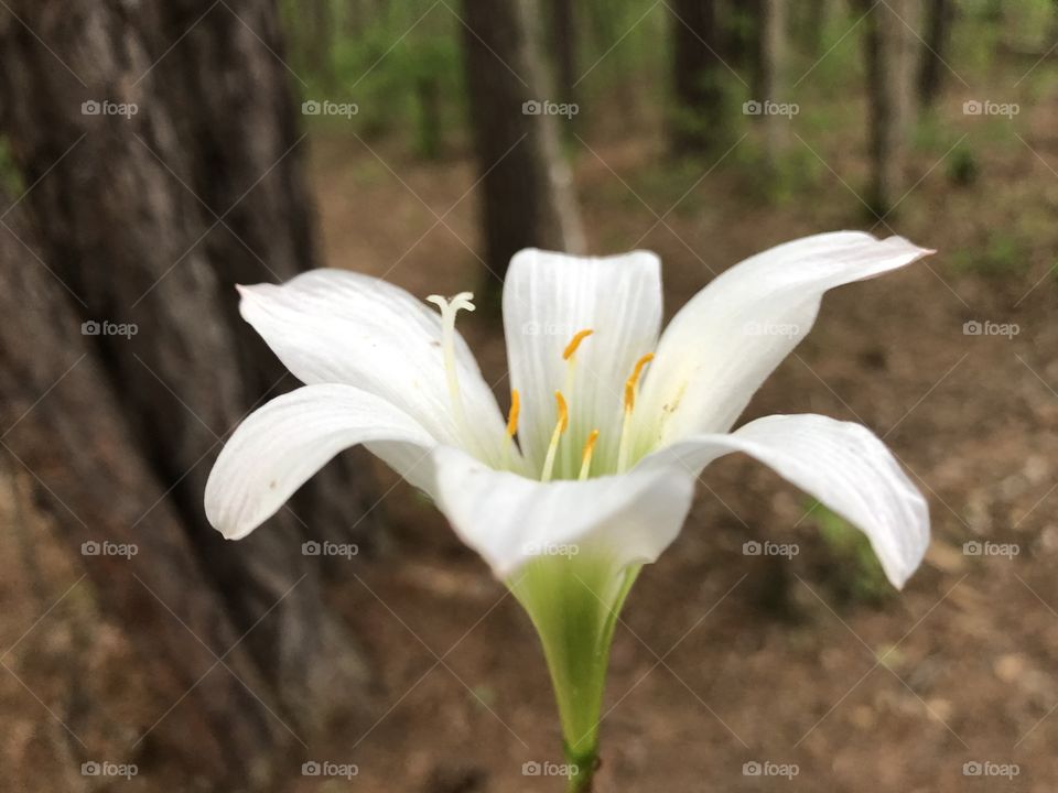Flower in Apex, NC