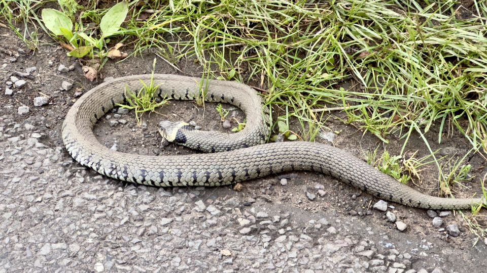 A close up of a snake