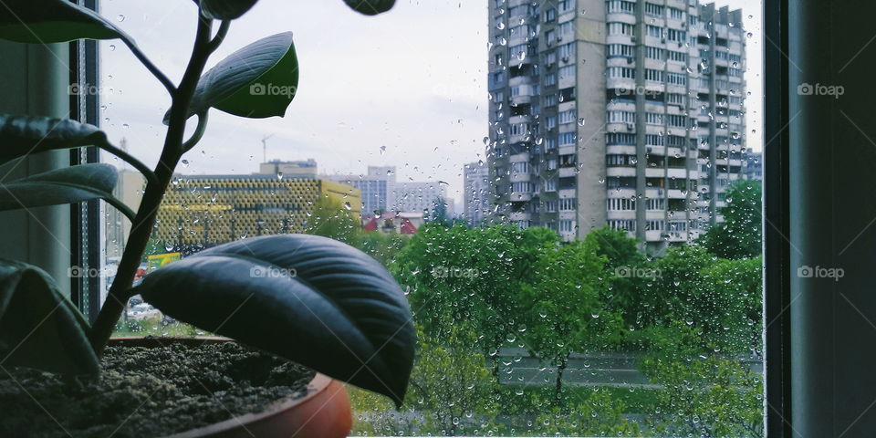 ficus plant on the windowsill