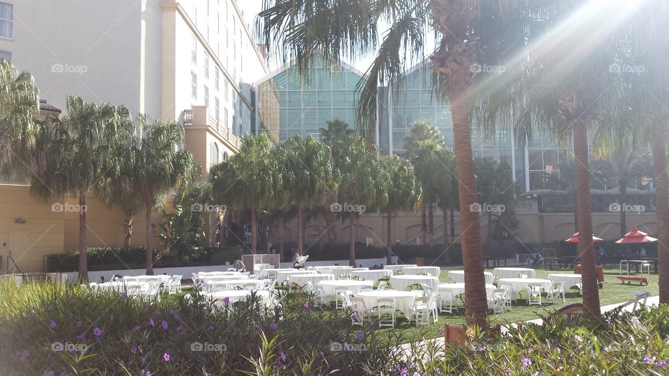 taken on the green space at Gaylord Palms