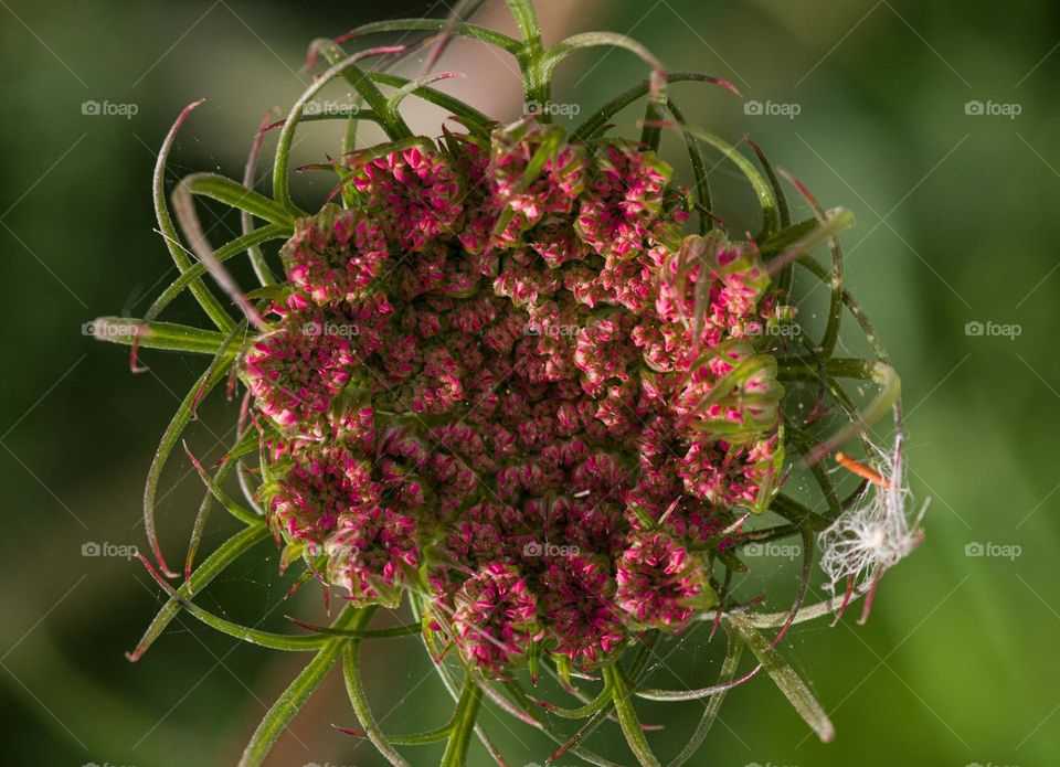 spring. pink wild flower