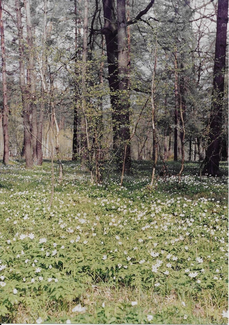 White flowers in a spring forest