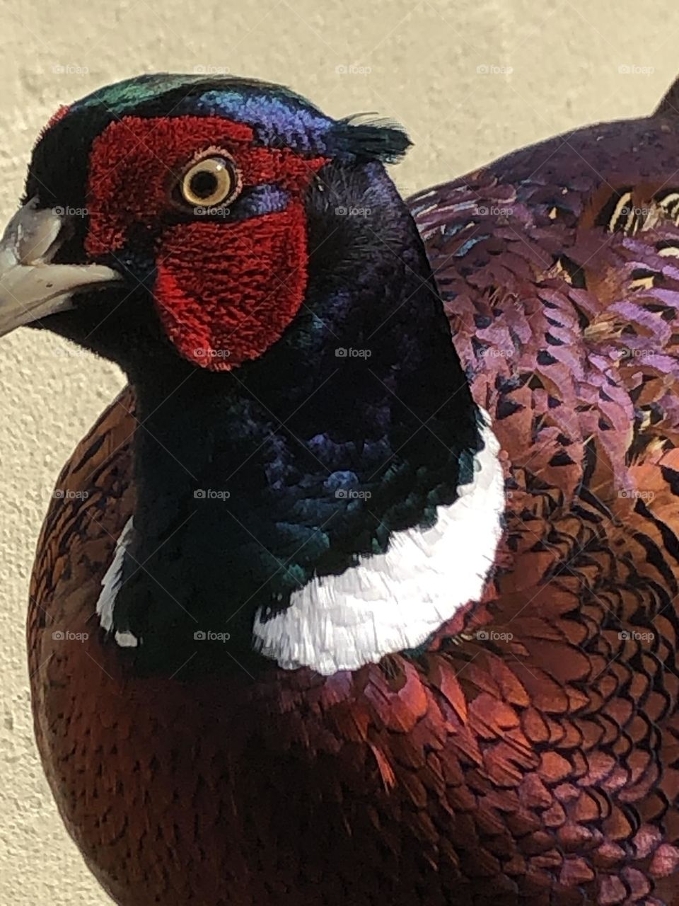 Pheasant