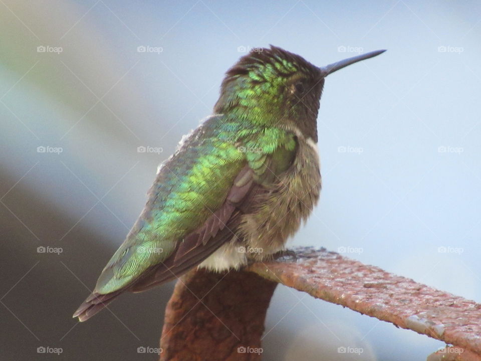 Ruby throated hummingbird
