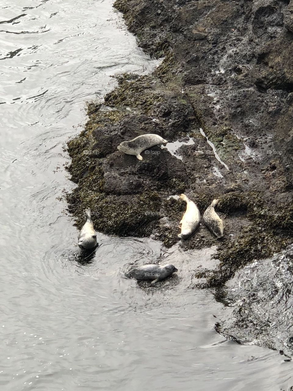 Seals at Depoe Bay