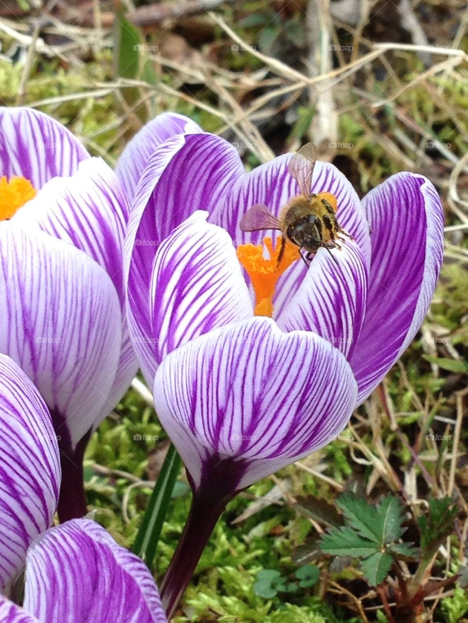 Pollination