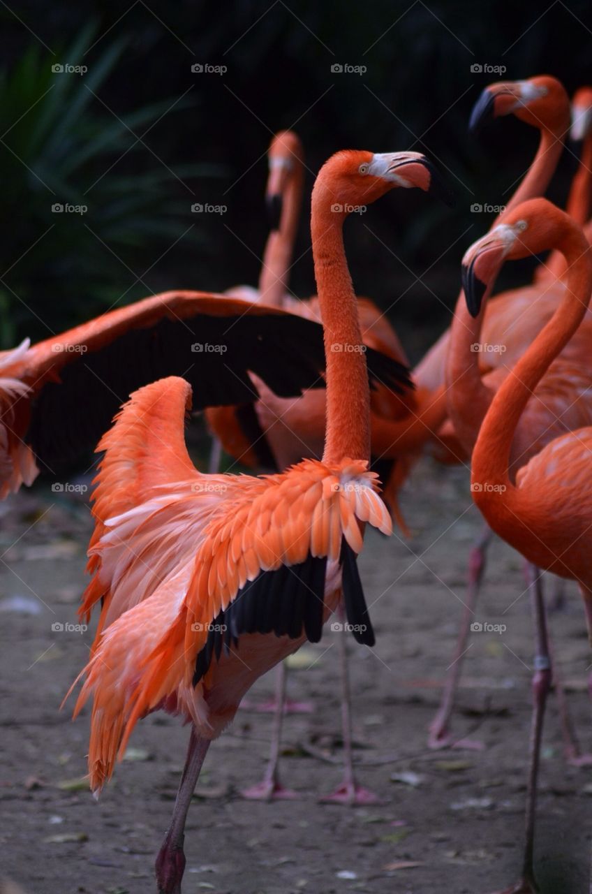 Flamingo