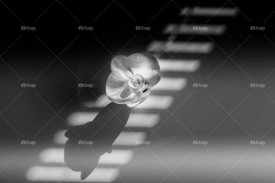 Orchid and shadows in black and white.
