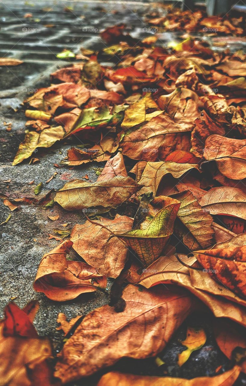 fallen dry leaves are signs of autumn