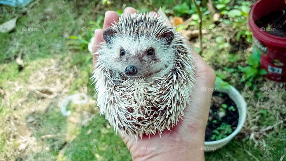 When son chooses a hedgehog as his pet.