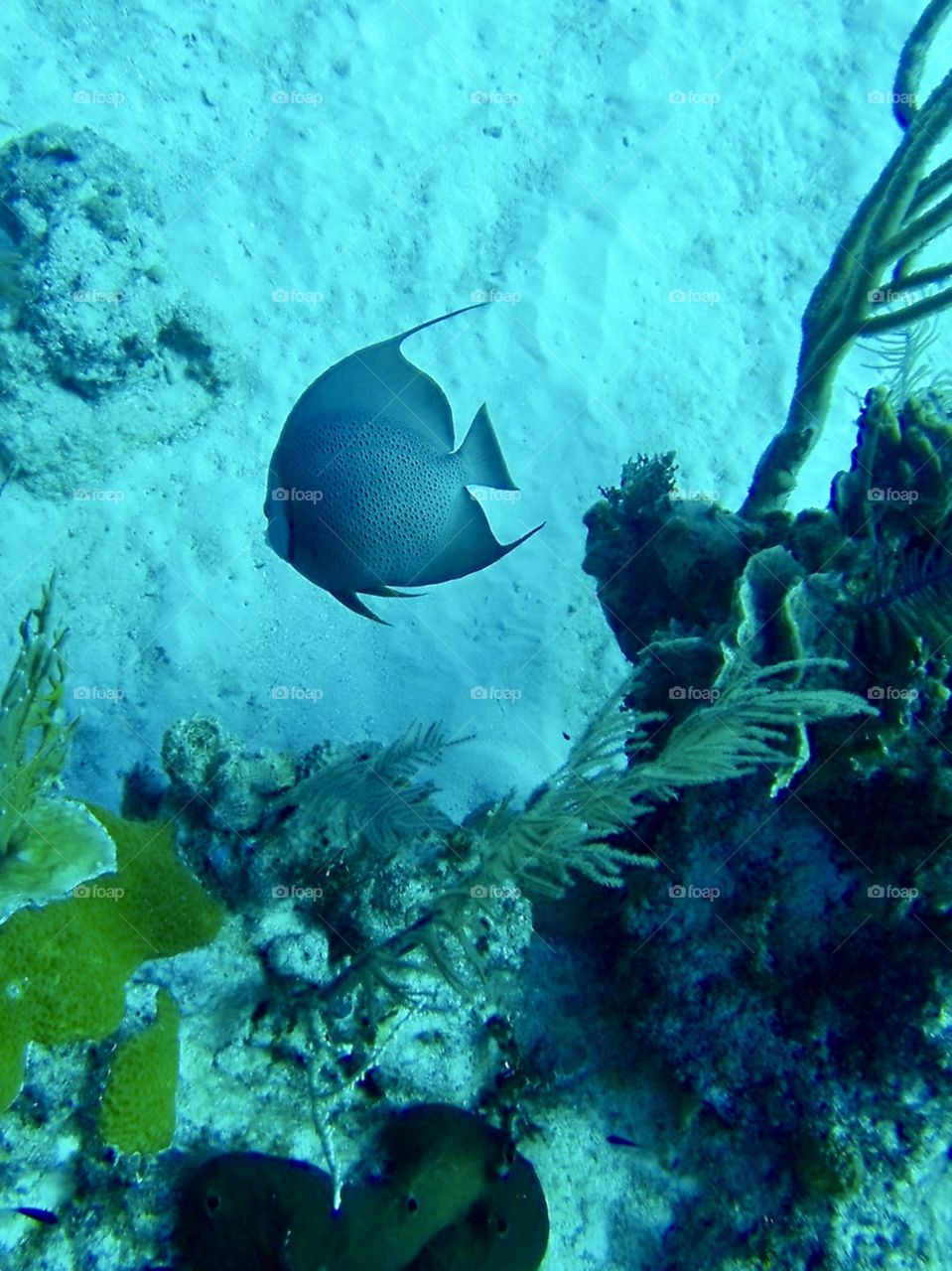 Angel fish by the coral