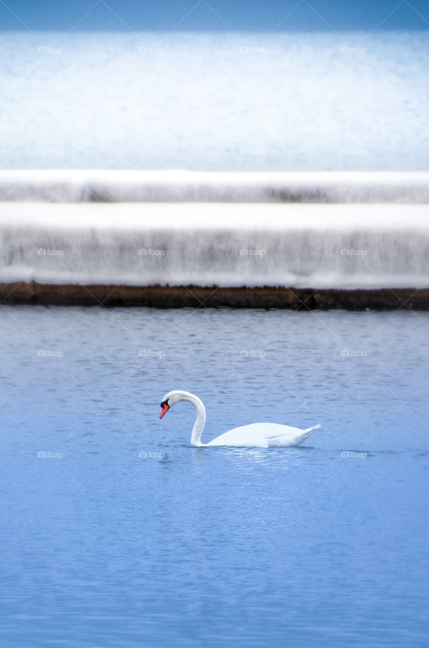 Swan swimming in lake