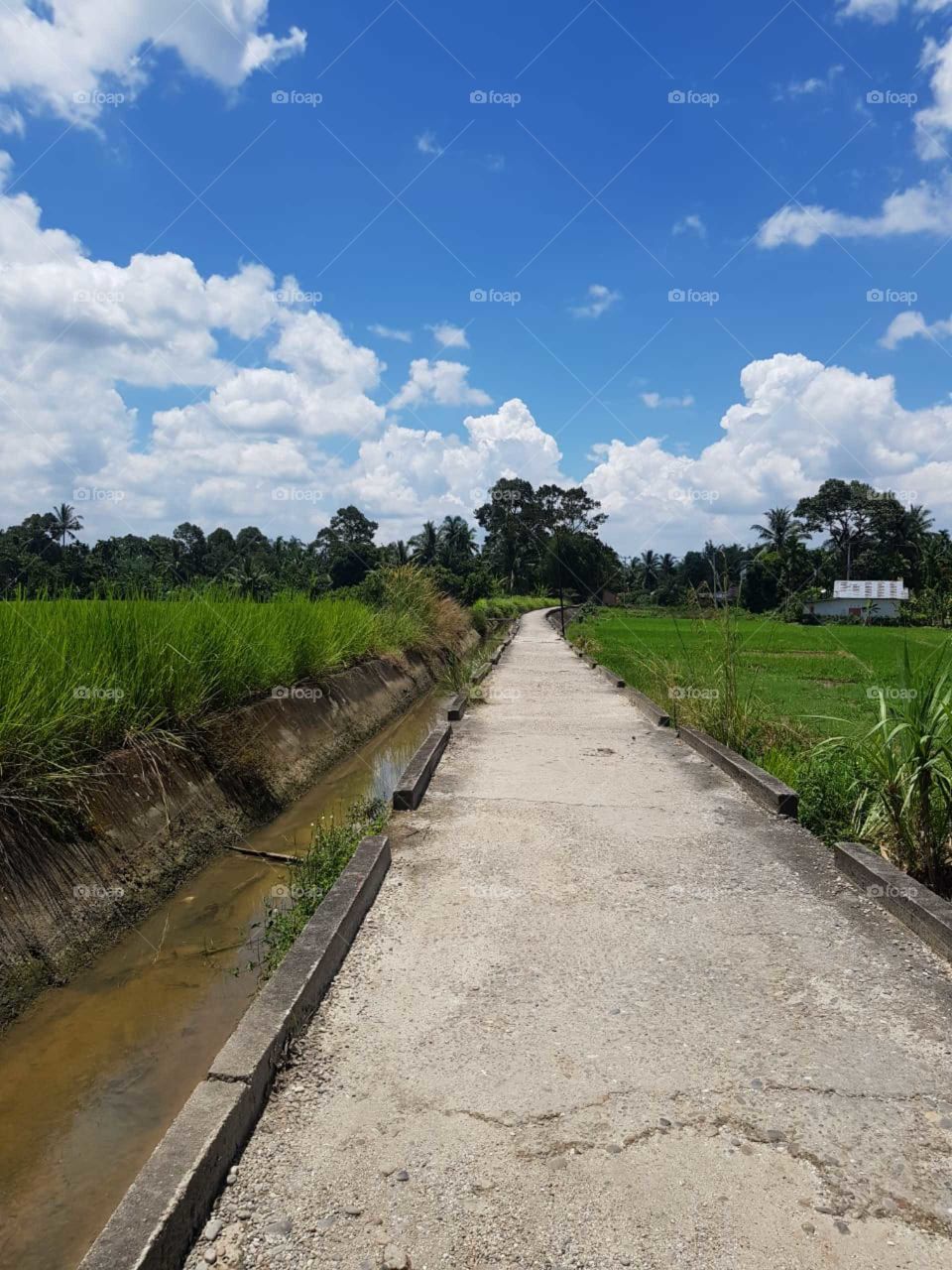 Long path between greenery