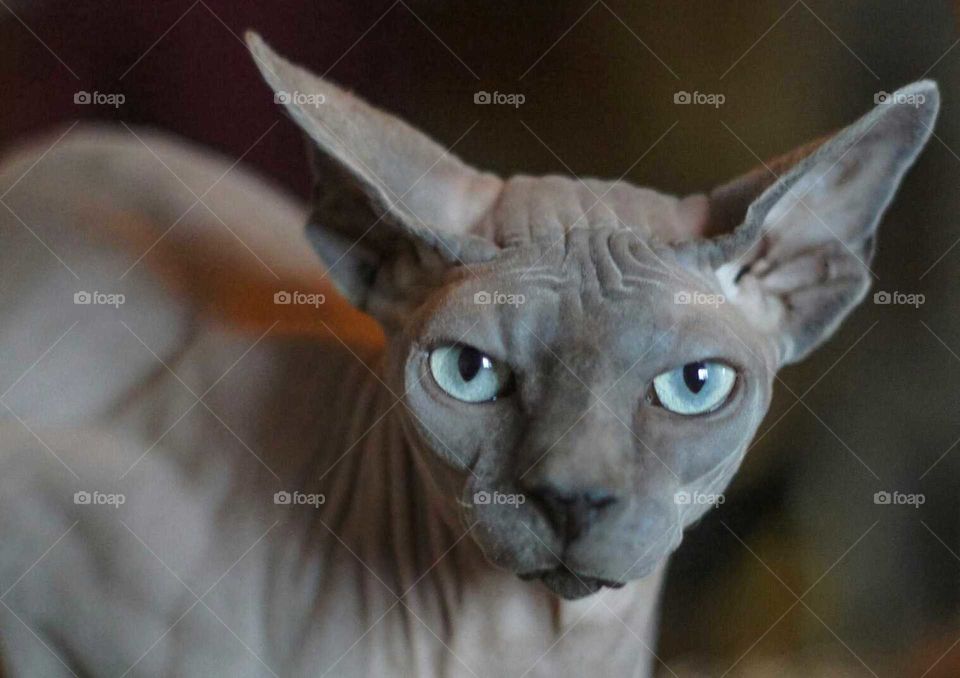 Sphynx 2