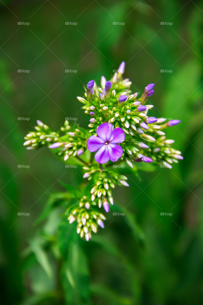 Nature's beauty -- flowers 