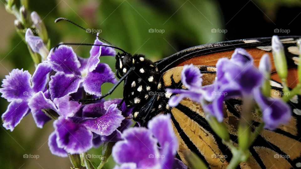 monarch butterfly