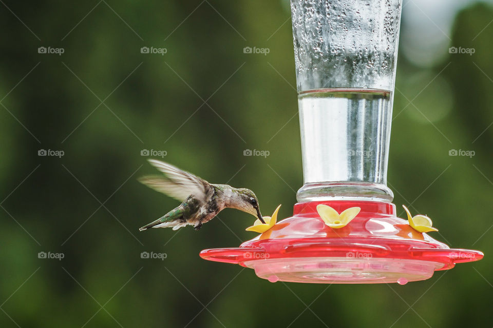 Hummingbird eating