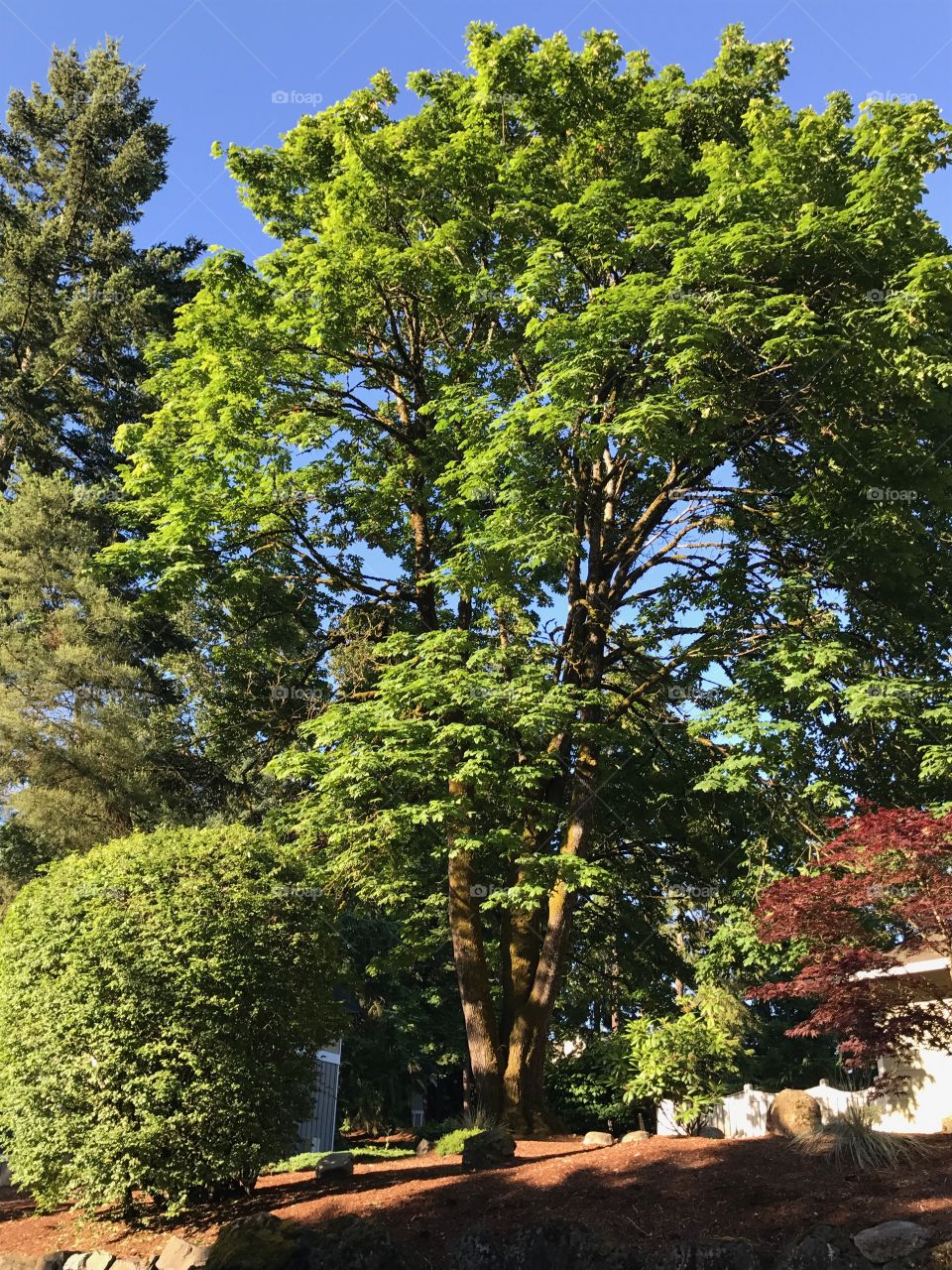 Some trees growing in my Apartment complex.