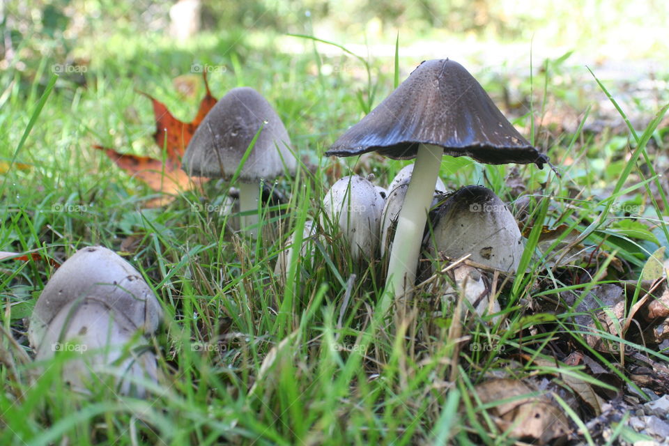 Smurf Village perhaps?