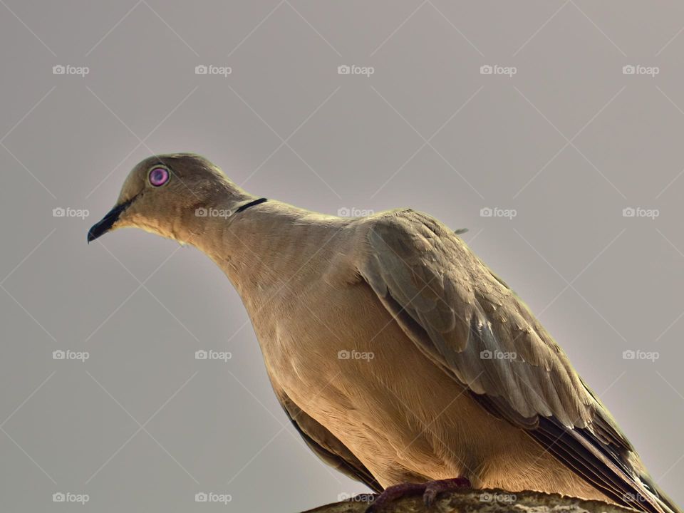 image of a black ring necked dove looking at camera