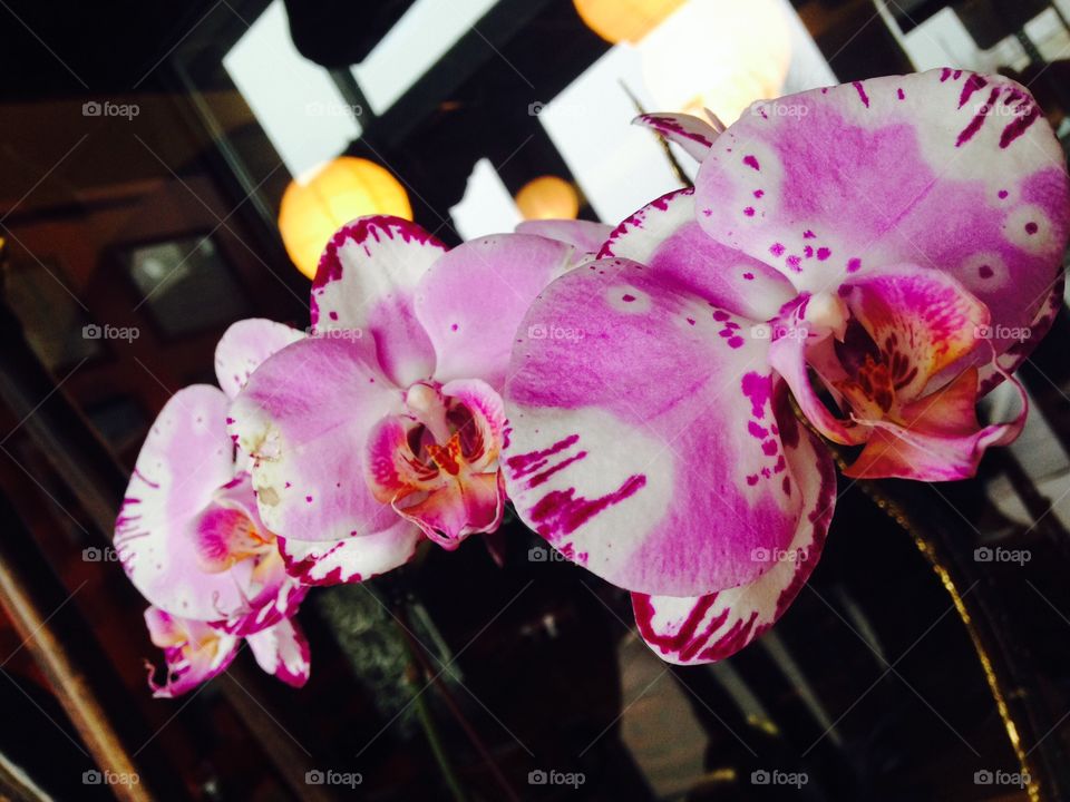Orchids