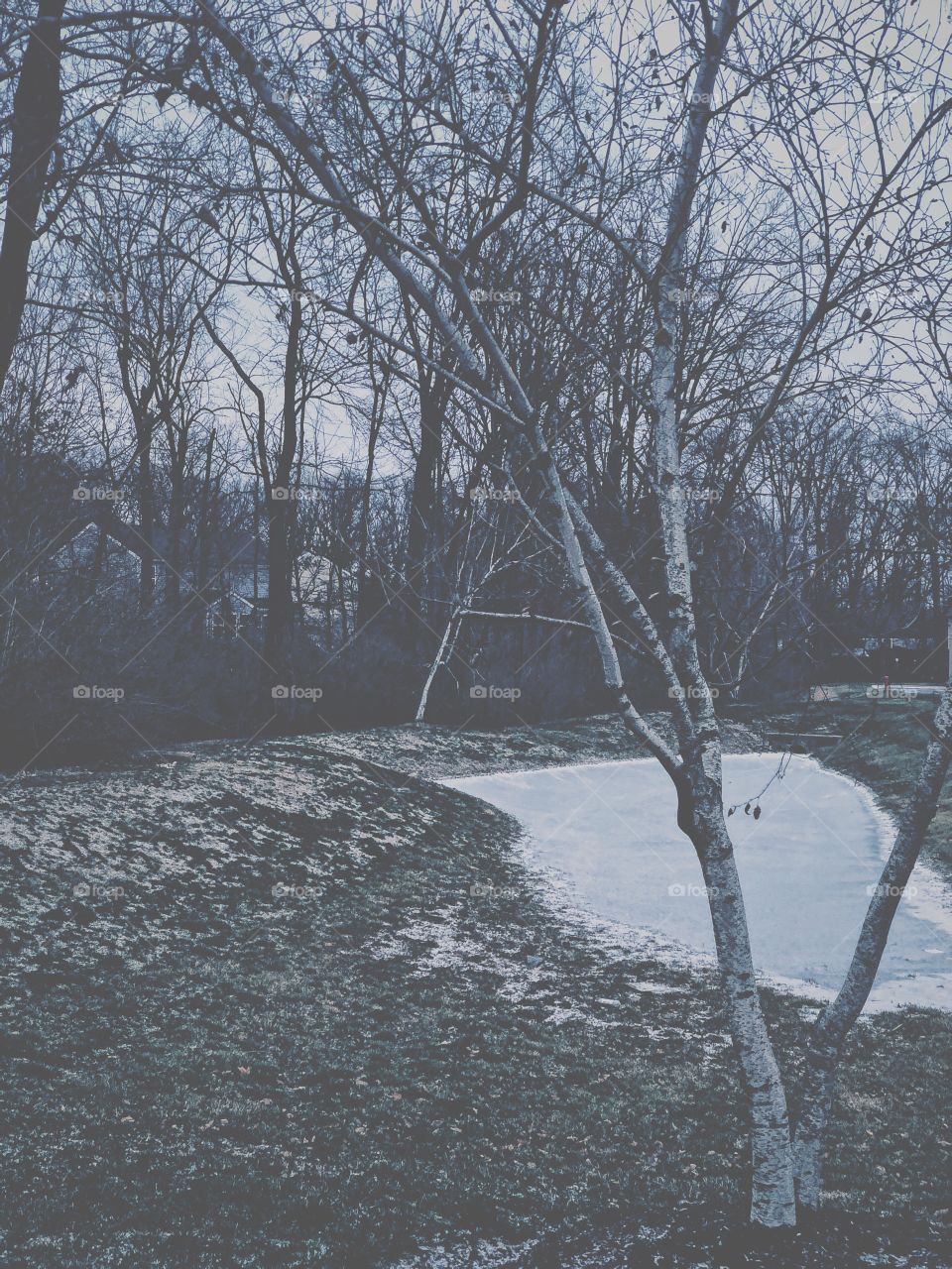 Frozen pond with tree, birch tree and frozen pond, winter landscape, portrait of winter, cold weather in Ohio, trees and frozen pond, water frozen in winter, first signs of winter 