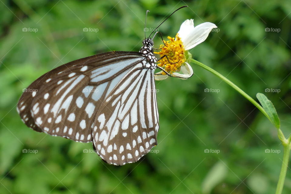 Milkweed butterfly, subfamily Danainae, any of a group of butterflies in the brush-footed butterfly family