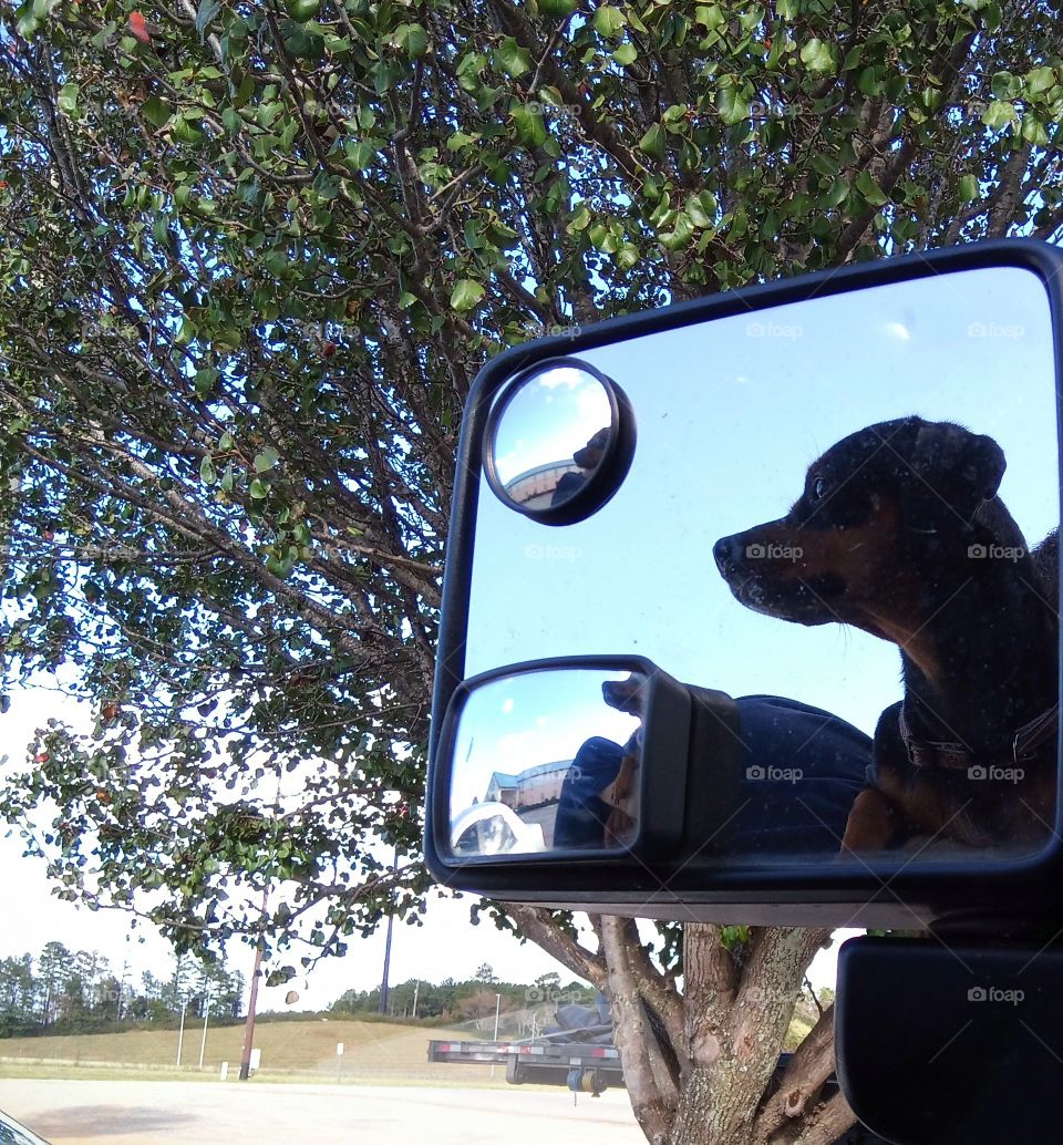 Dog in Mirror
