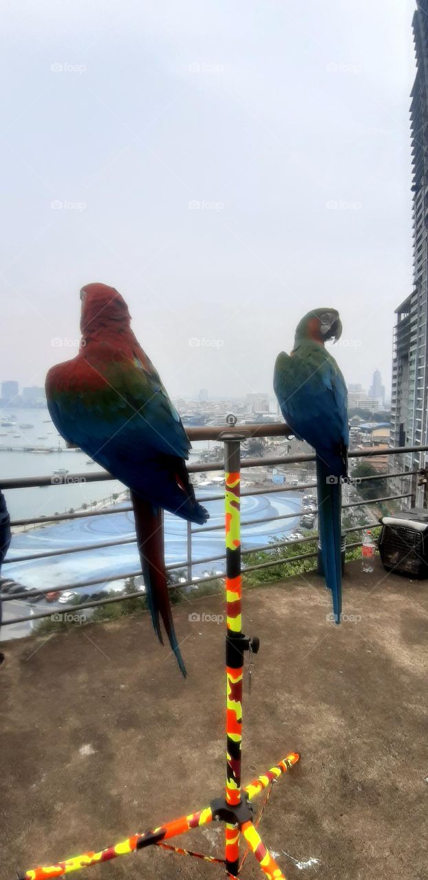 A variety of colors Macaws